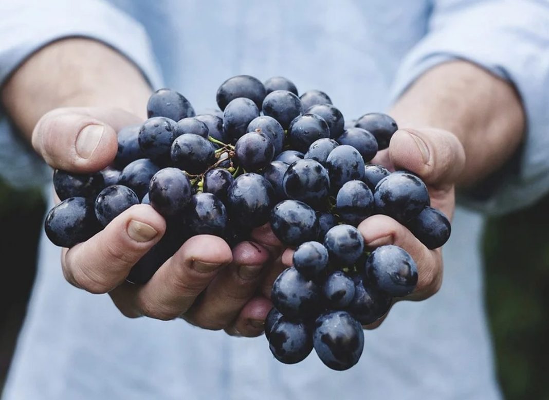 ERRORES DE LA DIETA DE LA UVA