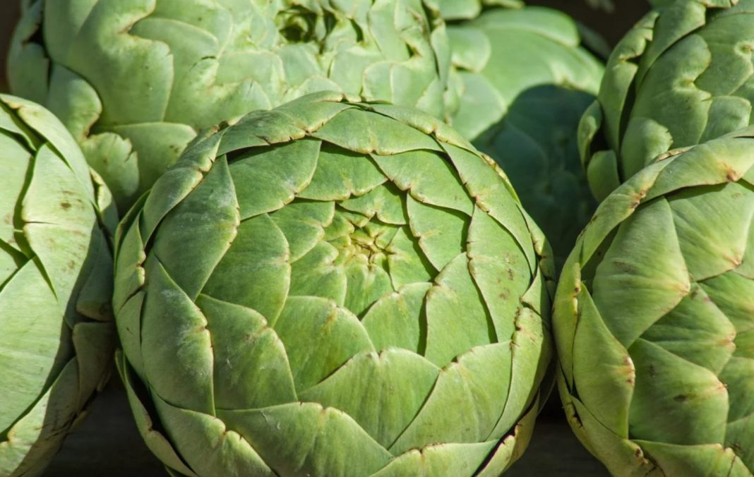 alcachofas verduras