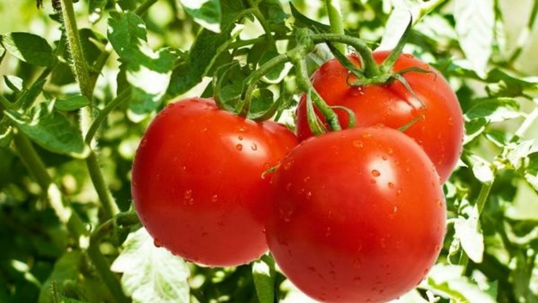 Cuándo dejar de consumir tomate