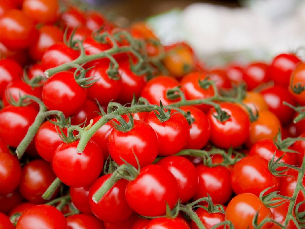 Los tomates protegen la piel