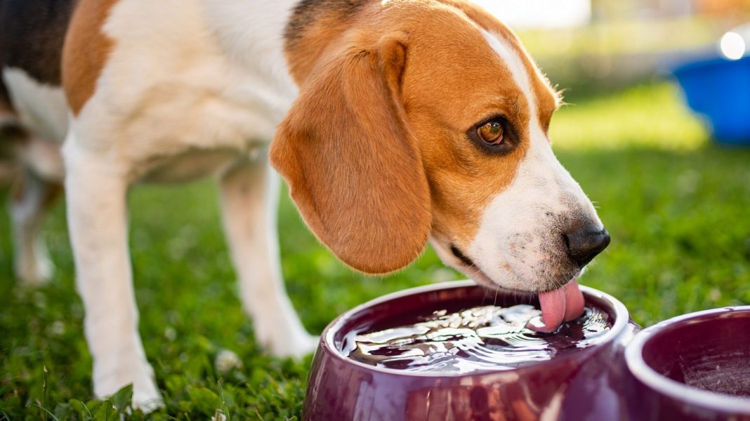 La obesidad animal