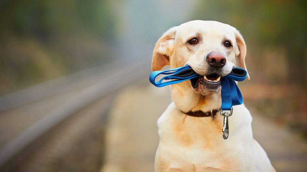 ¿Puede causar la muerte de tu perro?