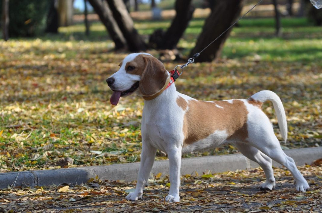 que hacer si tu perro ladra otro