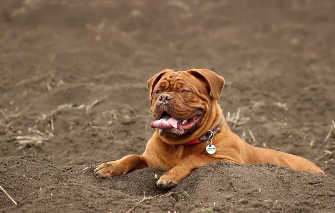 el bullmastiff es una de las razas de perro que mejor viven en pisos