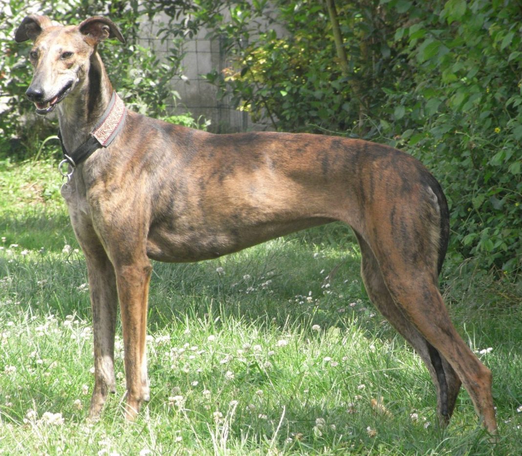 el galgo tambien se adapta bien al piso