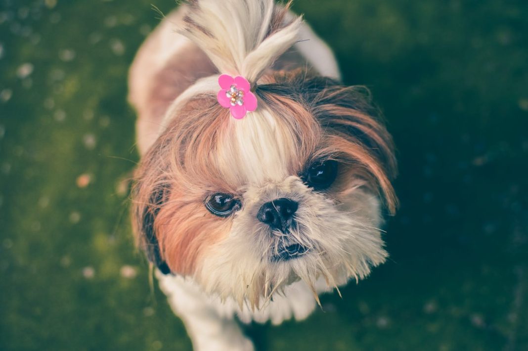 el shih tzu vive bien en poco espacio