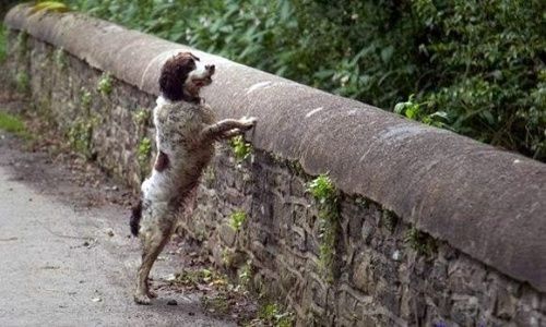 perros suicidas puente escocia.jpg 825434842 Moncloa