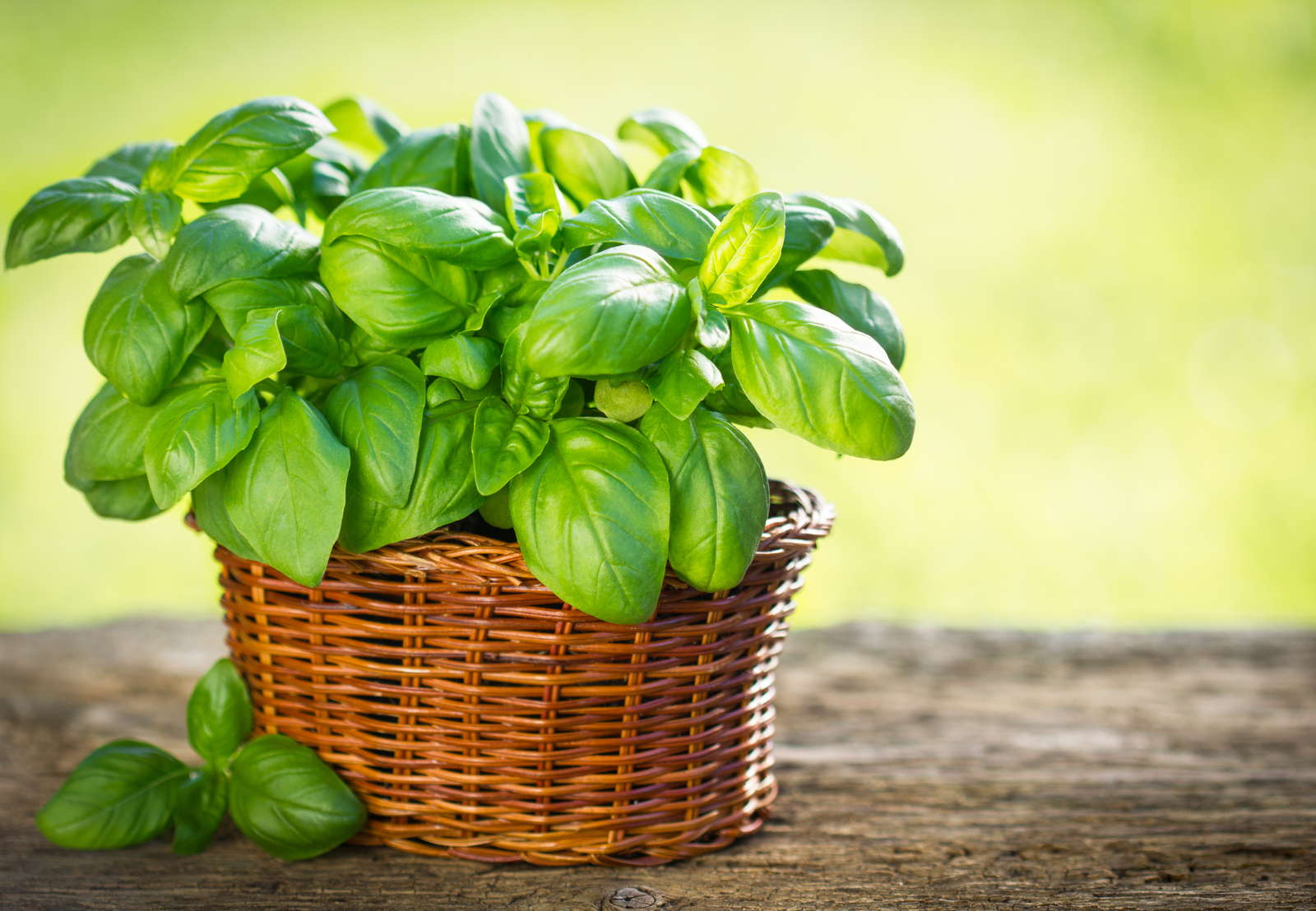 UTILIZACIÓN DE LA ALBAHACA EN LA MEDICINA TRADICIONAL