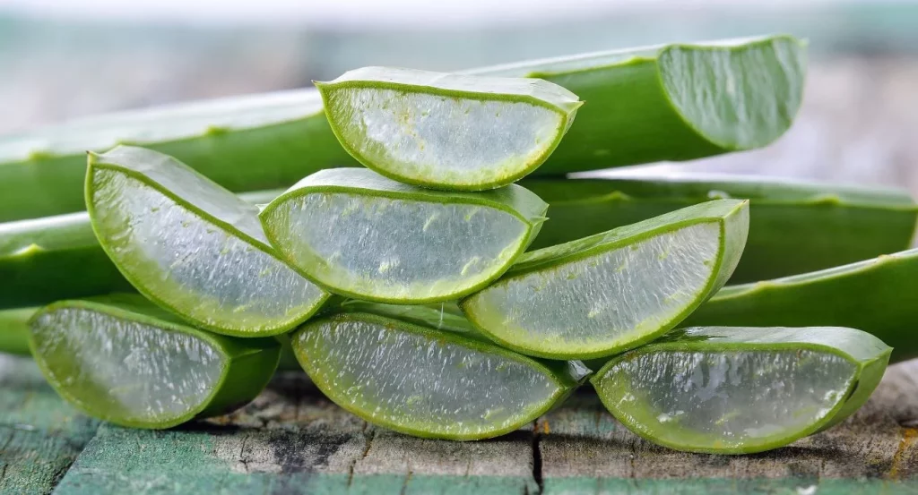 El aloe vera es un excelente cicatrizante para las aftas bucales