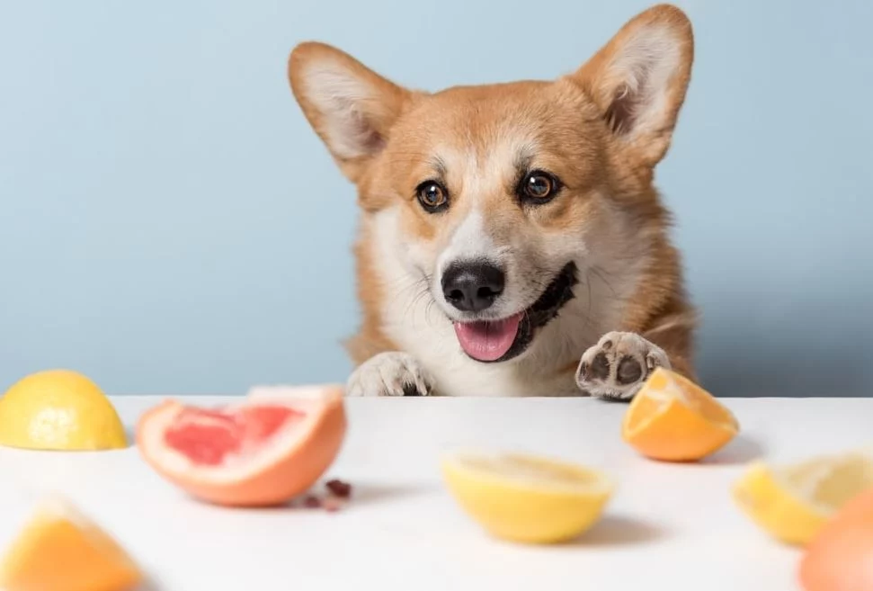 Las naranjas también son frutas que los perros pueden comer
