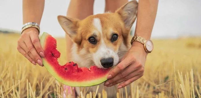 5 frutas recomendables para la salud de tu perro
