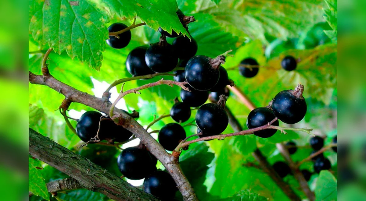 INTEGRANDO LA GROSELLA NEGRA EN TU VIDA COTIDIANA