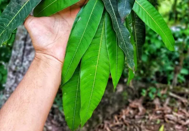 Té viral de hojas de guanábana y mango para reducir el riesgo de cáncer