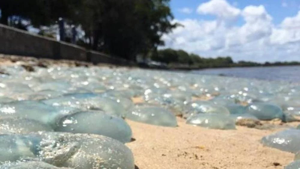 Lo que el tiktoker no mostró: las medusas mortales de Queensland