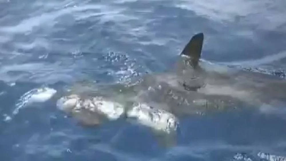 El tiburón, el mayor temor de los turistas en España