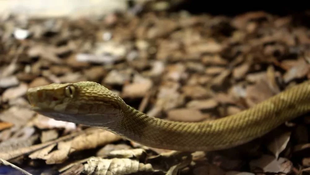 Más detalles de la "serpiente de oro", la verdadera dueña de la isla 