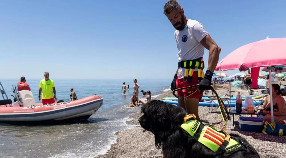 Cómo es el trabajo de los perros socorristas de las playas 