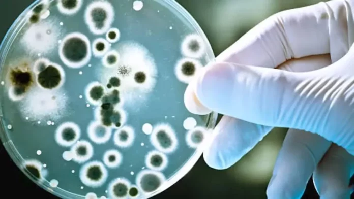 Alerta mundial por un hallazgo bacteriano en Japón