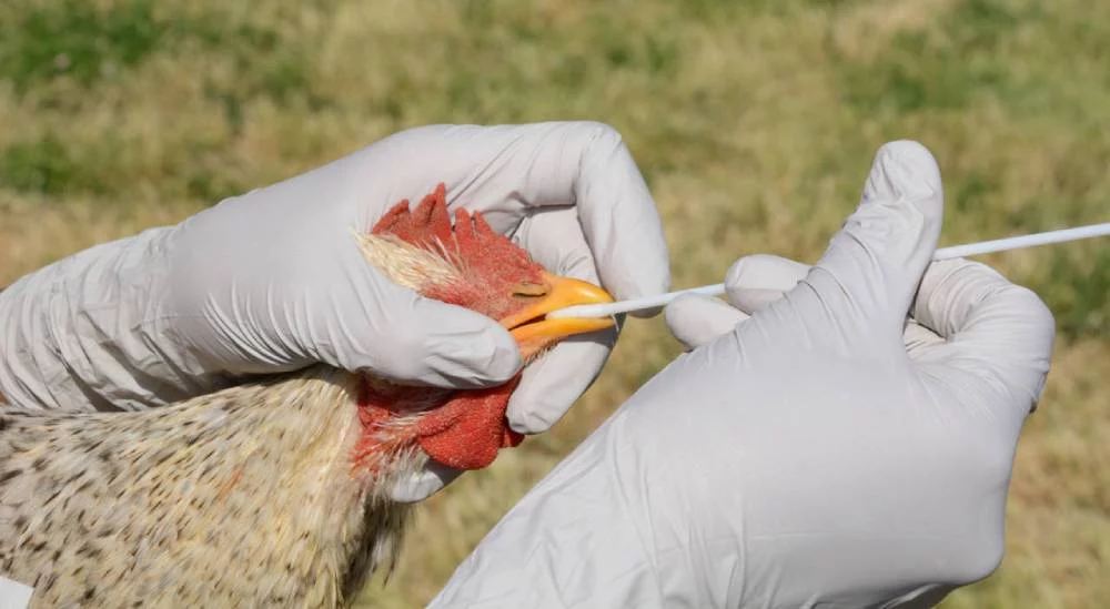Qué es la gripe aviar: la decisión de Finlandia que cambió la historia