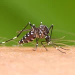 No te pierdas el truco casero definitivo para ahuyentar a los mosquitos este verano