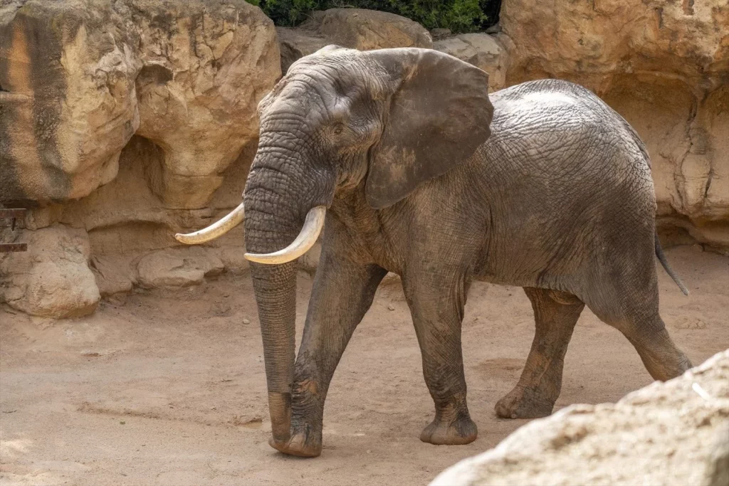 Turista español fue atacado por elefante