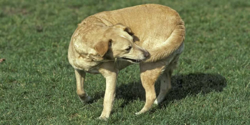 La altura de la cola, otro indicador importante para la felicidad de los perros 