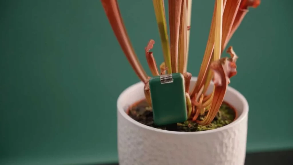 Cuidado de las plantas con este gadget para el móvil