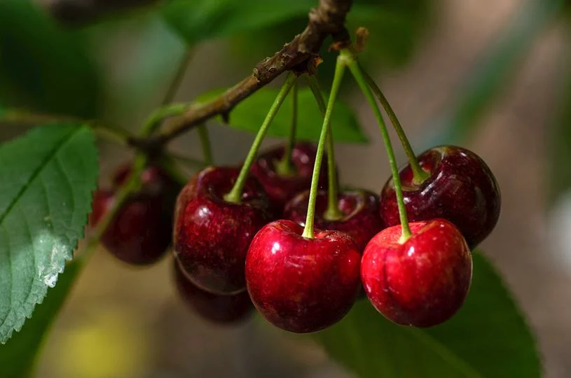 ¿Cómo puedo saber si mi cereza tiene la mosca de la fruta?