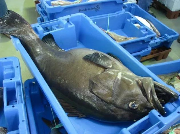 Cherne: el pescado azul que es mejor que el atún