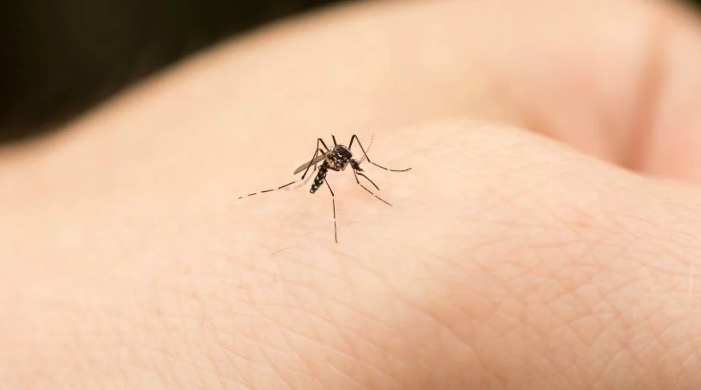 Evita las picaduras de mosquitos con estas medidas