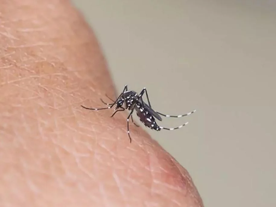 ¿Cómo puedo evitar la picadura de un mosquito tigre?