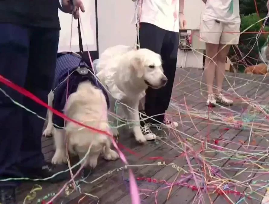 Cómo incluir a los perros en las bodas 