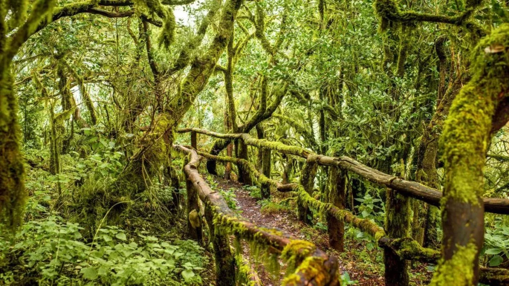 Garajonay, otro paraíso tétrico en España