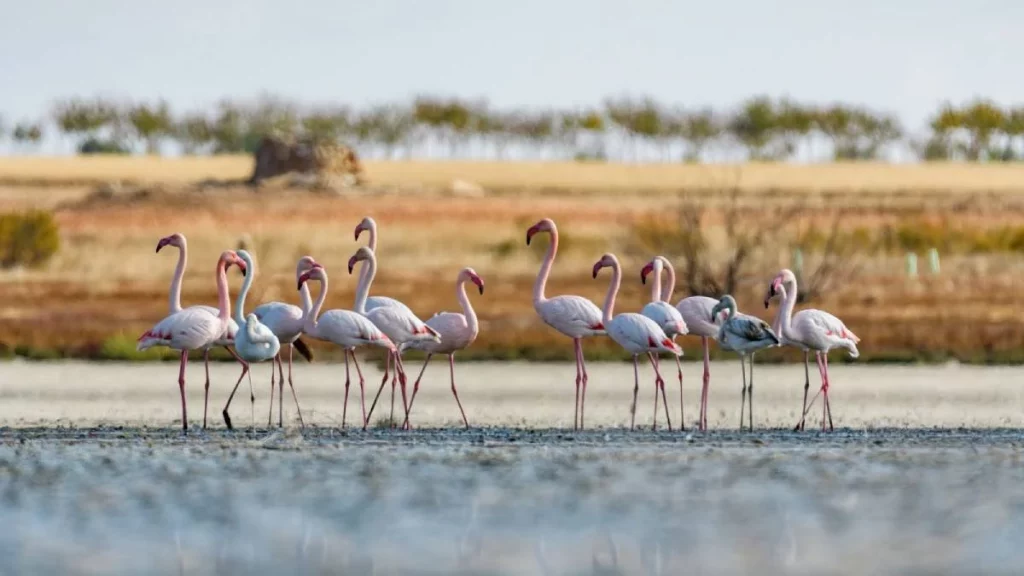 Doñana, la cuarta maravilla de España según National Geographic