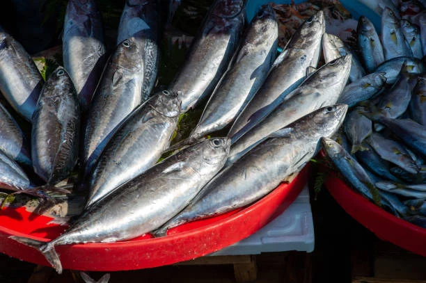 El bonito frente tiene más proteínas que el salmón