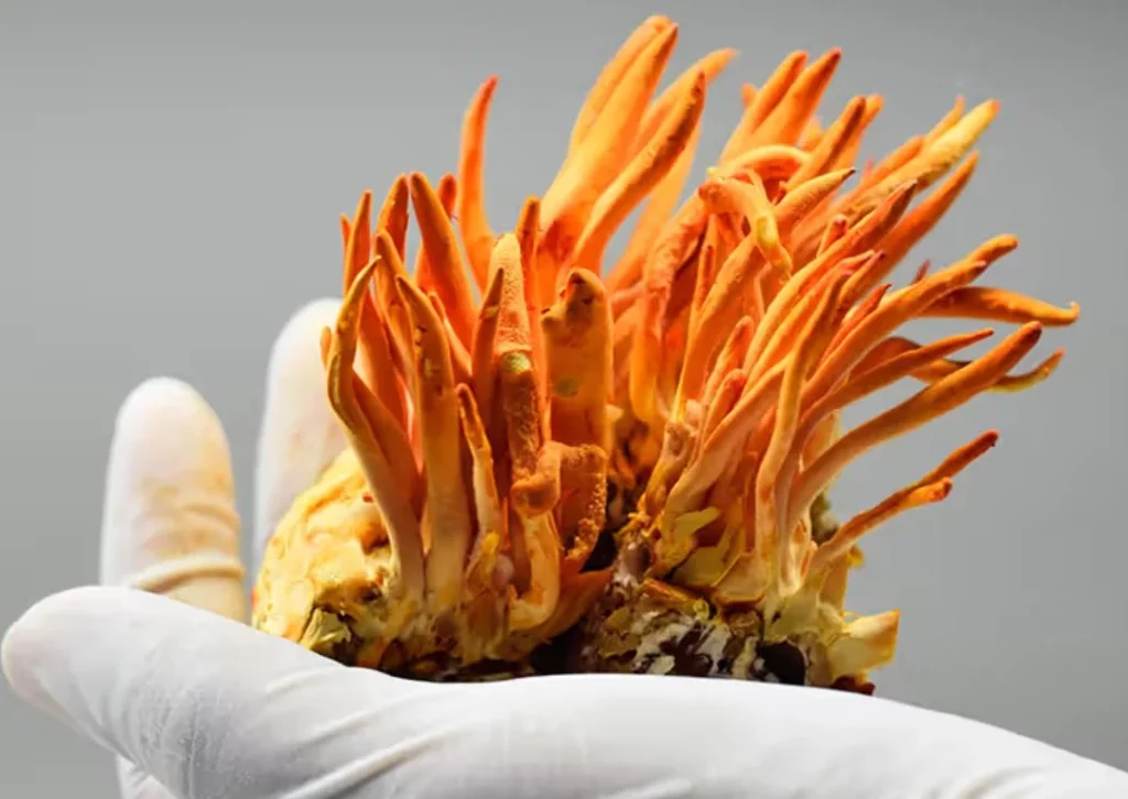 Cómo incorporar el cordyceps para tener una mejor vida íntima