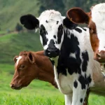 Las vacas sufren estrés y pocos se creen estos comportamientos casi humanos que tienen