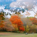 Los pueblos cercanos a Madrid con los mejores parques para un paisaje otoñal