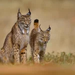 ¿Sabías que el lince ibérico, una especie en peligro de extinción, ha logrado duplicar su población en España en la última década?