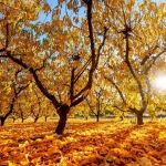 La provincia de Cataluña que se viste de colores cálidos en otoño ofreciendo un paisaje único