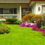 El mamífero más pequeño del mundo se esconde en tu jardín y sus habilidades te sorprenderán