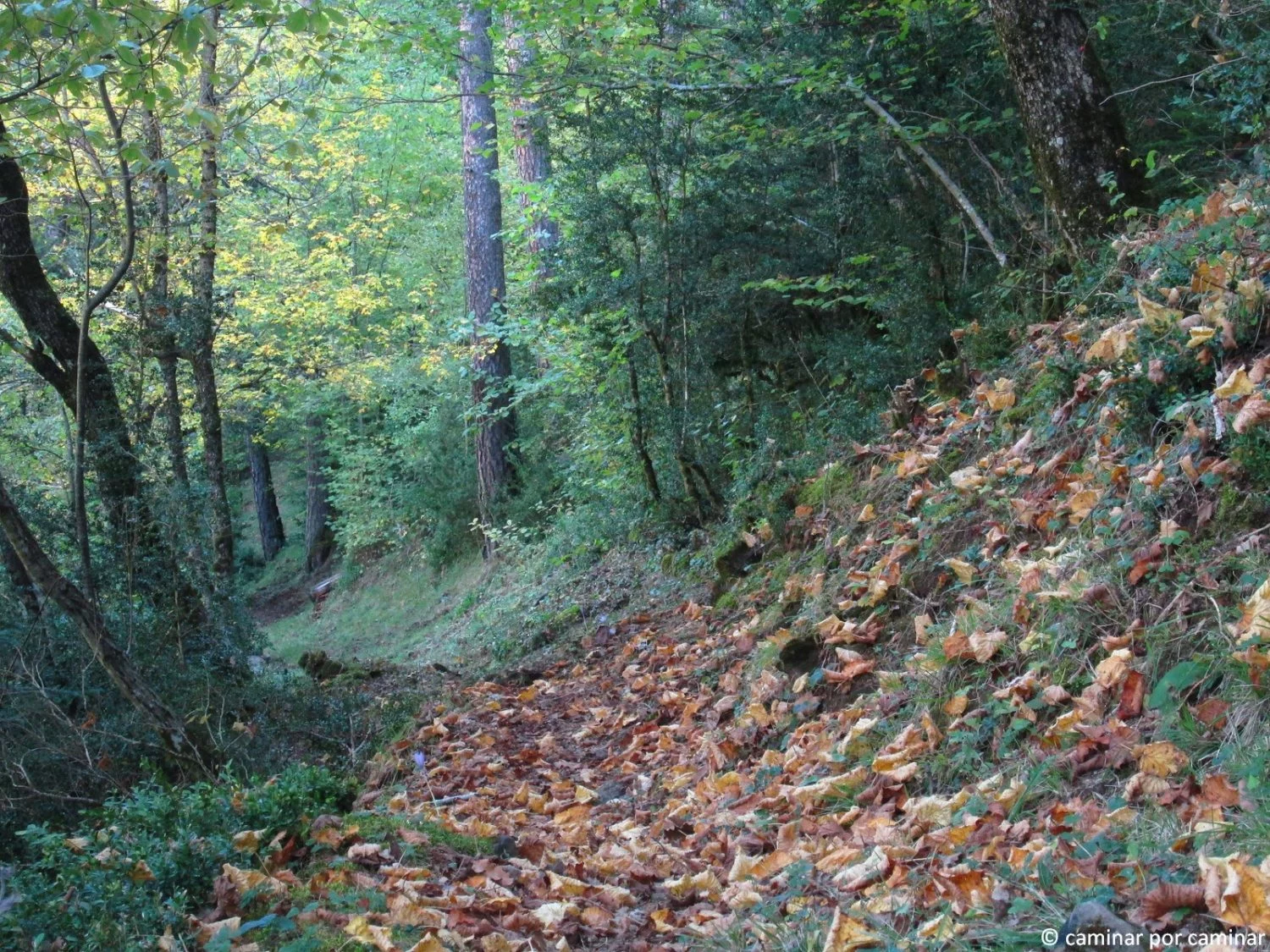 BOSQUES DE LABATI: SENDAS PARA UN INVIERNO MÁGICO