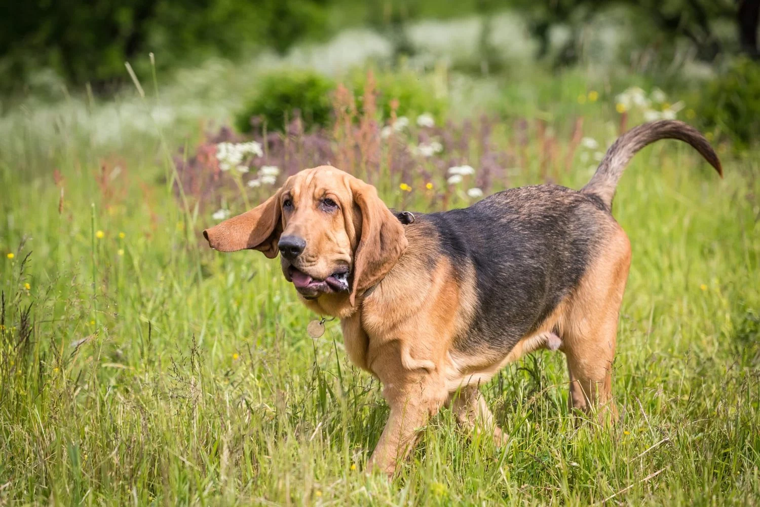 CARACTERÍSTICAS DEL SAN HUBERTO: UN PERRO ENÉRGICO Y AMIGABLE