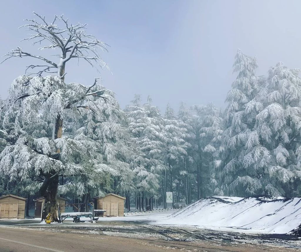 EL BOSQUE DE CEDROS EN EL PARQUE NATURAL DE LA SIERRA DE GREDOS