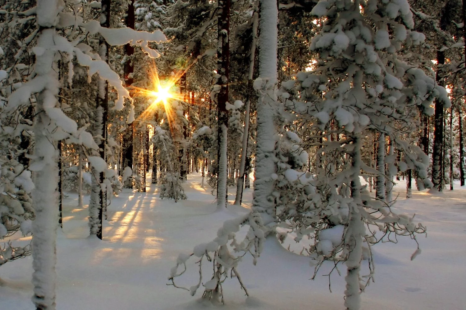 BOSQUES DE ESPAÑA: LA MAGIA DEL INVIERNO 