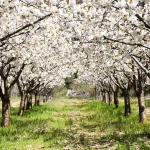 No solo pasa en Japón: Una ciudad española sorprende con sus cerezos en flor