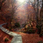 Este bosque de León esconde un árbol milenario y una enigmática leyenda