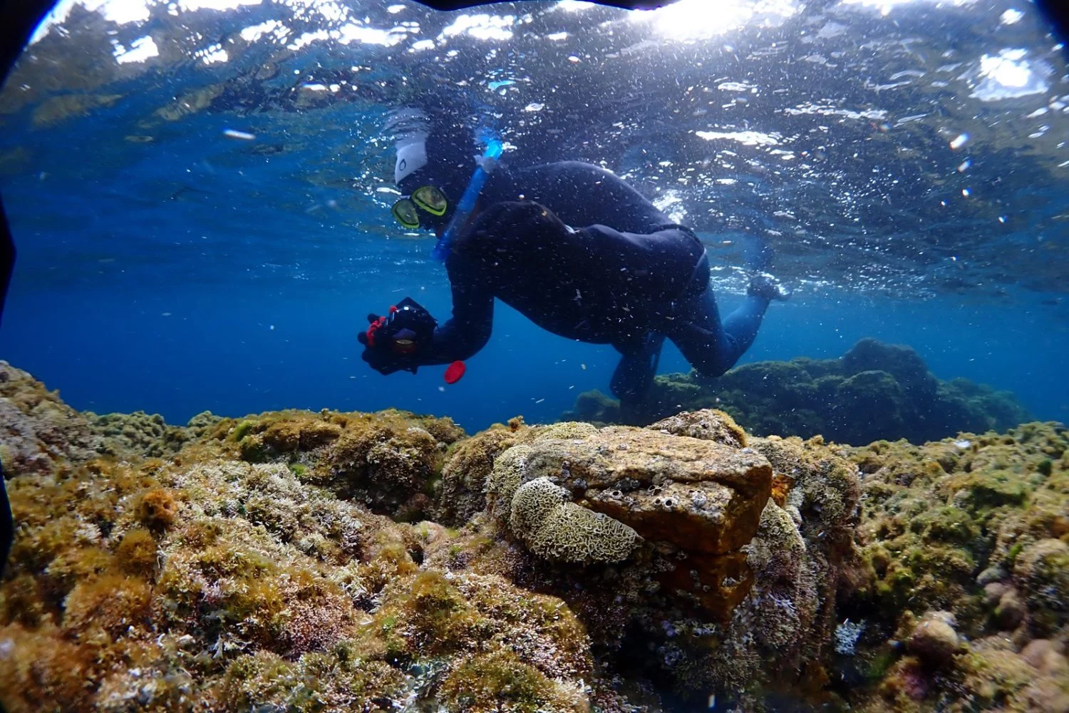 UNA BIODIVERSIDAD ÚNICA EN EL MEDITERRÁNEO