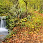 El bosque de Asturias que parece sacado de una película de Tim Burton