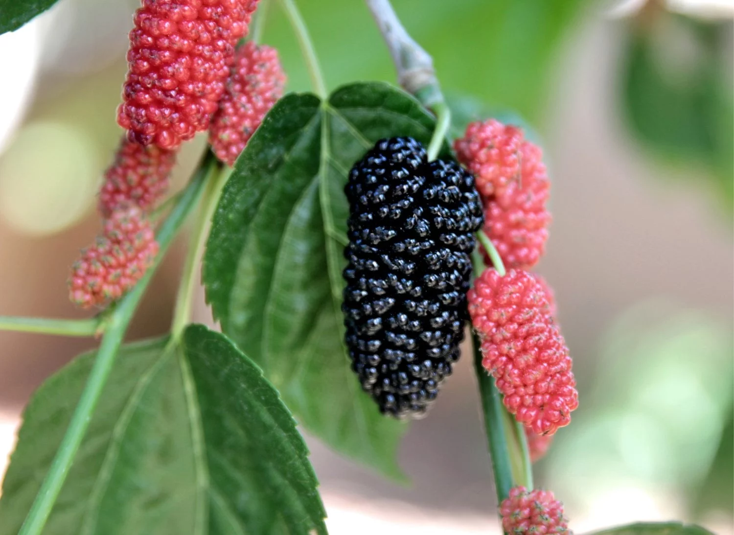 INTEGRANDO LAS MORAS EN TU DIETA DIARIA